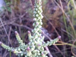 Phaenocoma prolifera growing stem tips